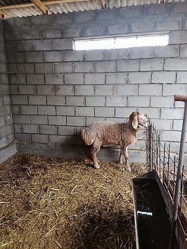 ящик для одежды: Продаю | Овца (самка) | Для разведения | Матка — 2