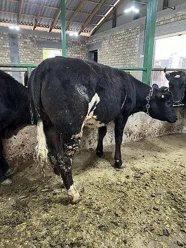 балык форель: Продаю | Тёлка | Бельгийская | На откорм | Привязанные — 6