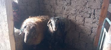 стришка барана: Продаю | Овца (самка) | Для разведения — 6