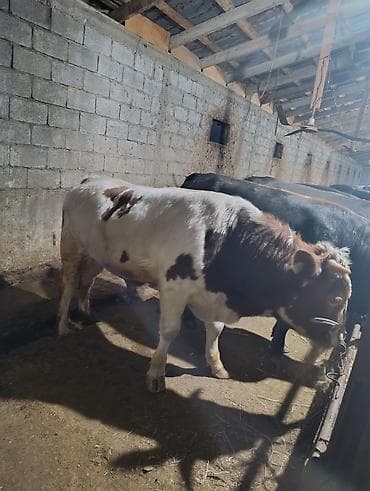 Продаю | Бык (самец) | На откорм | Привязанные