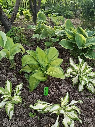 купить цветы петунии: Хоста декоративная очень много хосты кусты и по одной розетке цены — 1