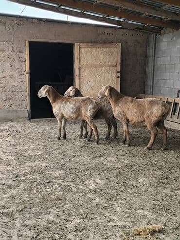 домик для кошки с когтеточкой: Продаю | Ягненок | Арашан | Для разведения | Ярка — 3