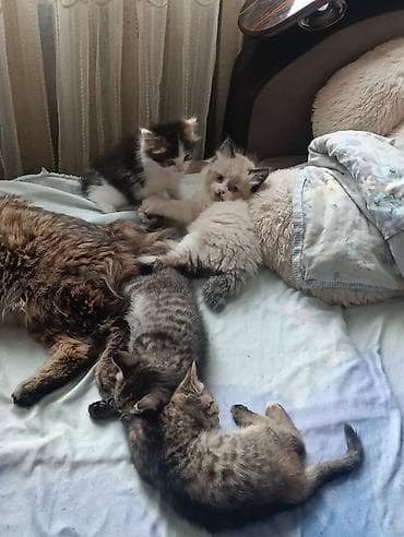 белые котенки: Котята из одного помёта - Возраст: примерно 1–2 месяца (на фото с — 1