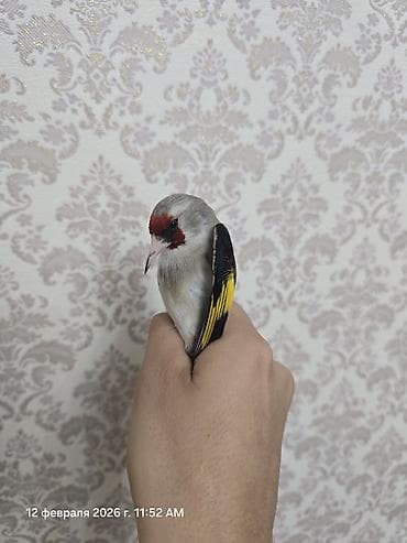 попугай волнистый цена: Щегол (Carduelis carduelis) - Яркий окрас: красная маска на голове — 2