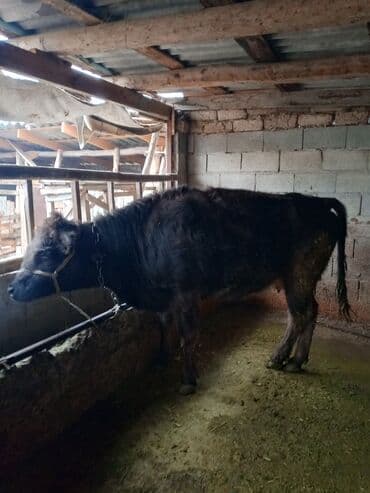 продаю домашние куры: Продаю | Тёлка | Для разведения | Привязанные — 5