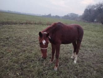 объявления о найденных собаках: Продаю | Конь (самец) | На забой — 3