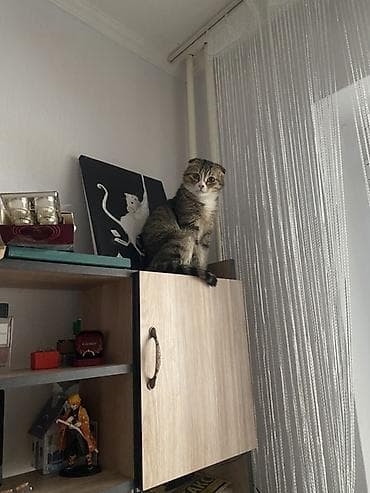 Отдам даром кошку: Шотландская вислоухая кошка (Scottish Fold) Описание: - Окрас — 3