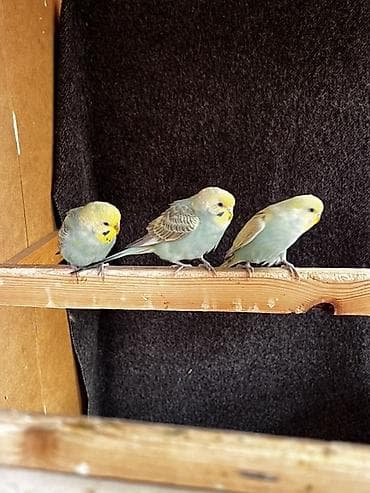 волнистые попугай: Волнистые попугаи (budgerigar) различных окрасов. Описание: - — 3