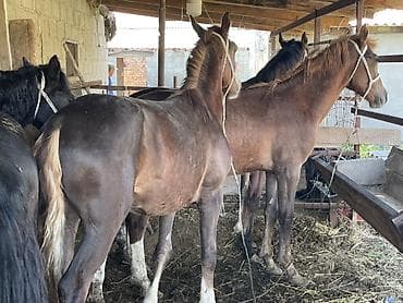 орловский рысак купить в россии: Продаю | Жеребец | Дончак | Рабочий — 5