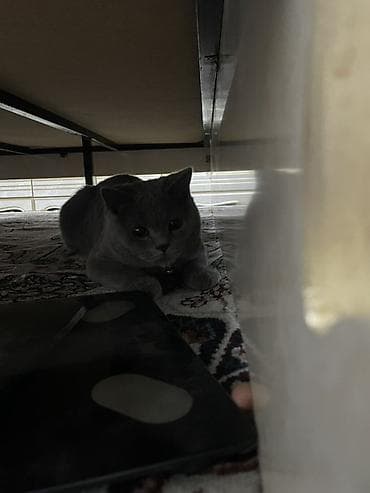 гималайская кошка: Вязка: Британская короткошёрстная, Мальчик, 2 года, С прививками, Голубой — 4