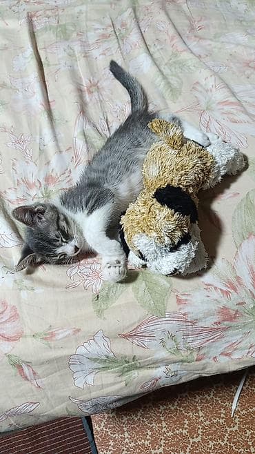 продаю сфинкса: Кошка даром: Сфинкс, 2 месяца, Мальчик, Проглистована — 4