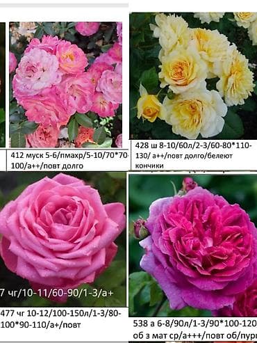 бий алма орусча: Көчөттөр — 1