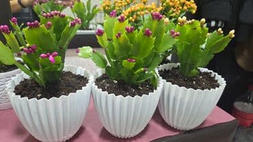 где можно купить корень имбиря: Декабрист (Schlumbergera, зигокактус) в горшке. - Компактные кустики — 2