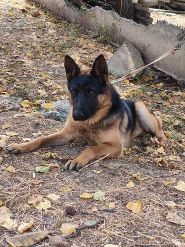 японская порода собак акита ину: Немис овчаркасы, 9 айлык, Эркек — 6