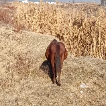 отдам даром охотничью собаку: Продаю | Кобыла (самка) | Для разведения | Племенные — 6