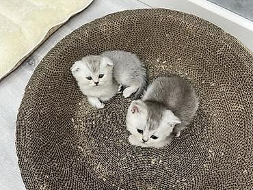 шиншыла: Британ кыска жүндүү, 1 айлык, Эркек, Күмүш өңдүү шиншилла, Лотокко барууга үйрөтүлгөн — 1