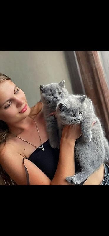 Британская короткошёрстная, 2 месяца, Мальчик