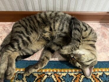 Кемирүүчүлөр: Мышык бекер берилет: Породасыз, 5 жаш, Эркек — 2