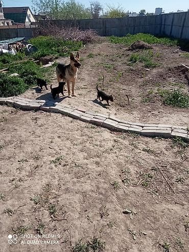 овчарка немец: Восточноевропейская овчарка, 2 месяца, Самка — 3