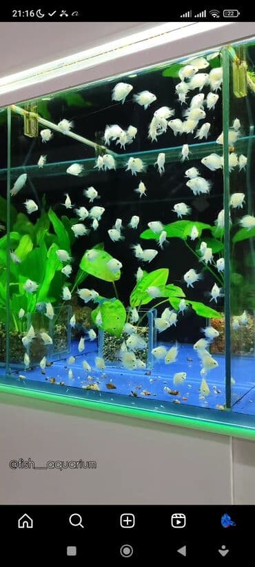 какие рыбы есть в кыргызстане: Рыбки более 40 видов. Аквариумные рыбки. Рыба бишкек. Балык. Алтын — 6