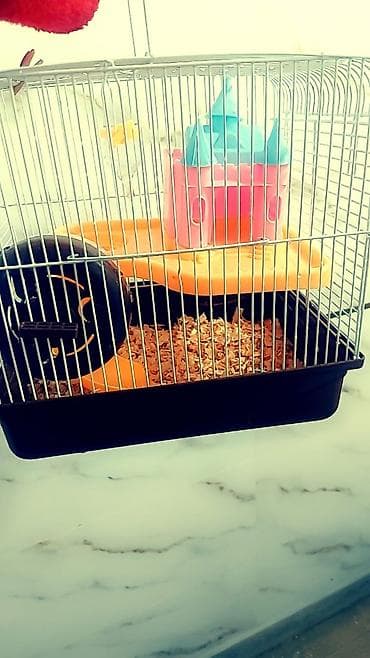 коне корсе: Клетки для хомячков от 400 до 1200 сом — 9