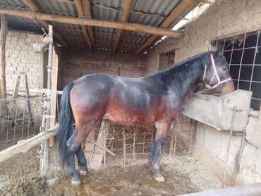 продажа кормов для сельскохозяйственных животных: Продаю | Жеребенок | Рабочий — 4