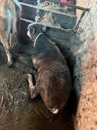 сколько стоит енот: Продаю | Бык (самец) | Ангус, Аулиекольская | На откорм — 3