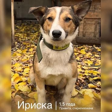Ит бекер берилет: Жөнөкөй ит, 1 жаш, Ургаачы, Эмделген
