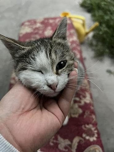 Кошка даром: Беспородная, 4 года, Девочка, Кастрирована