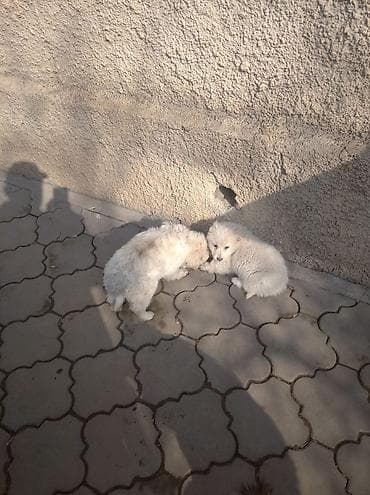 продам поросят: Щенки, пушистые белые комочки радости - Порода: беспородные (метисы) — 4