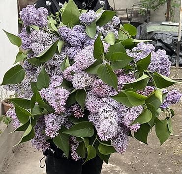 фиолетовая лампа: Сирень садовая срезка — крупные пышные ветки - Сортовая сирень с — 1