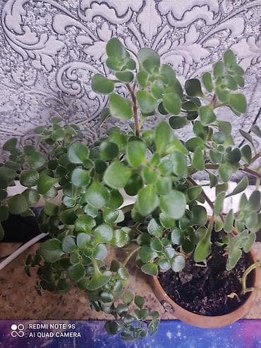 Упаковочные товары: Продаю диффенбахии. Диффенбахия чистит воздух, помогая удалять из — 2