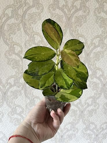 Хойя Лиза Hoya Australis ‘Lisa’ 500 сом, разумный торг уместен — 1
