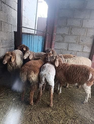 доч: Продаю | Овца (самка) | Арашан | Для разведения — 1