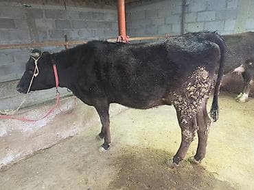 А/ч жаныбарлары үчүн тоюттар: Сатам | Уй (ургаачы) — 2