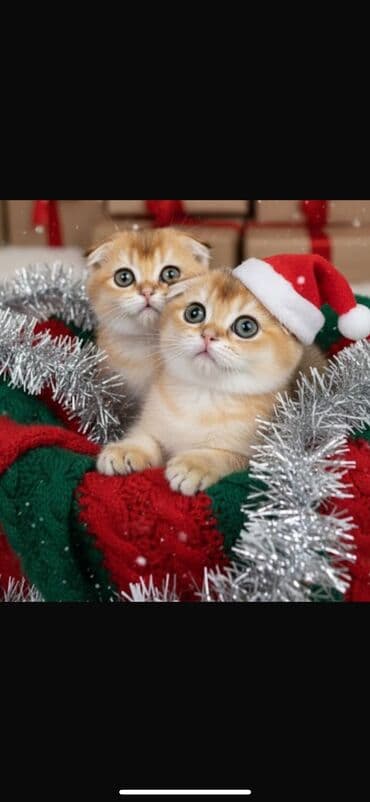 продаю музоо торпок корова самка бык самец айрширская ангус алатауская на забой для разведения на откорм племенные нетель привязанные: Продаются котята Scottish Fold О питомнике: ✅ Официально — 2