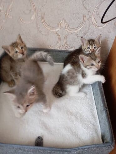 щенок даром: Кошка даром: Беспородная, Мальчик — 1