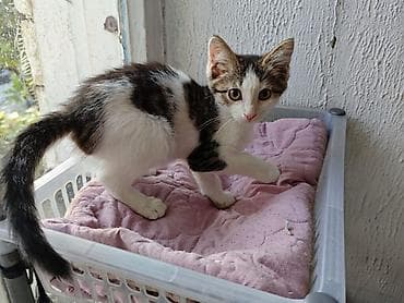 бурманский котенок: 3 месяца, Девочка — 3