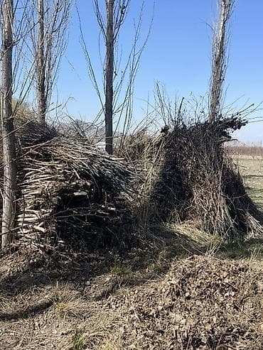 принимаю кукурузу: Дрова Тополь — 5