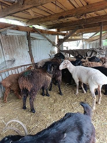 яицо черепахи: Продаю | Овца (самка) | Полукровка | На забой | Матка — 2