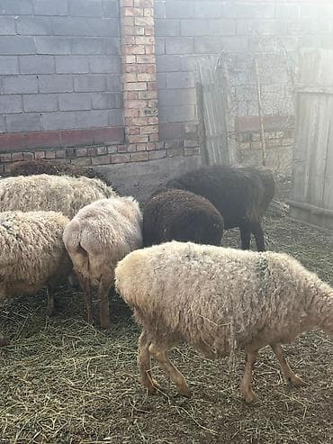 куры хай лайн соня: Продаю | Овца (самка) | Полукровка | Для разведения — 4