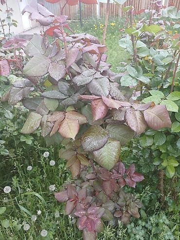 Саженцы Самовывоз