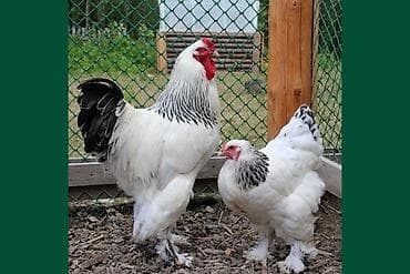 цыплята брама: Продаю | Куры | Брама | Для разведения — 2