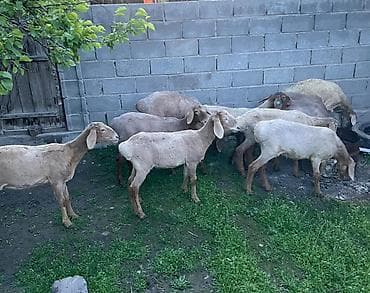 scottish fold: Продаю | Ягненок | Арашан | Для разведения — 8