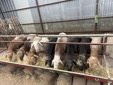 дробилка корма: Продаю | Баран (самец) | На забой | Племенные — 5