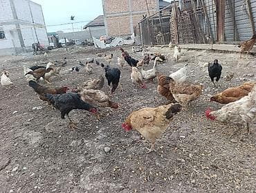 продаю телят: Продаю | Куры | Домашняя | Для разведения — 2
