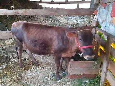 Продам с/х животных: Продаю | Корова (самка) | Алатауская | Для молока | Стельные — 3