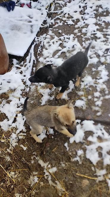 Ит бекер берем: Одам бесплатно в добрые руки в Карабалте ургачы 2кучук — 2