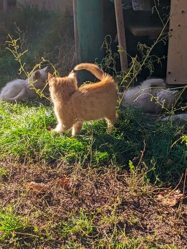 carters для мальчика: Котята, домашние, игривые. Описание: - Окрас: рыжий и кремово-белый — 2