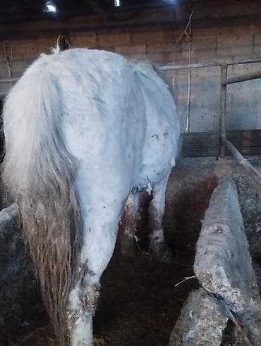 токмок лошади: Продаю | Жеребец | На забой — 5